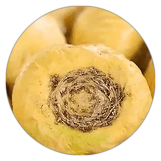 Maca Root in ProstaVive