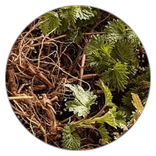 Nettle Root in ProstaVive