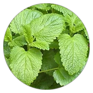 Lemon Balm Extract in the Yu Sleep formula