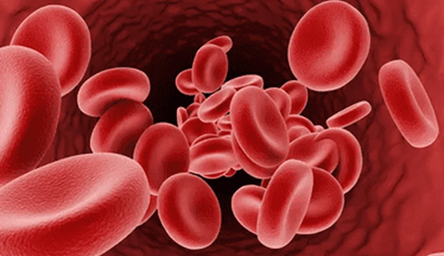 Red blood cells moving through a vessel